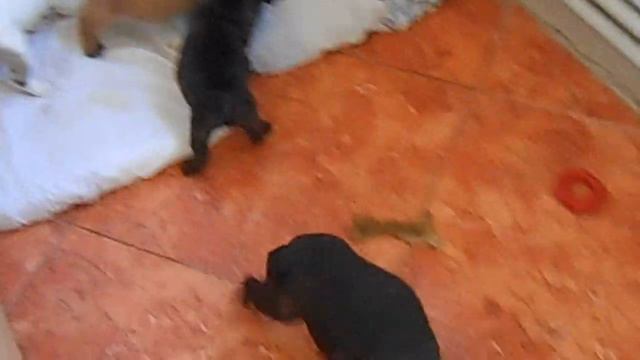 Малыши французики смотреть онлайн