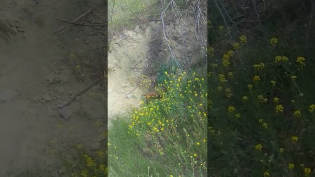 Щенки смотреть онлайн
