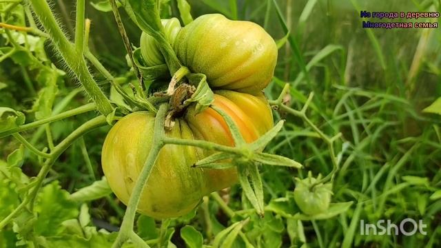 ?5 нужных ВЕЩЕЙ для ДАЧИ своими руками?️Бесплатно! смотреть онлайн