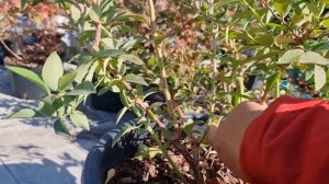 Как обрезать голубику в горшках. Осенняя обрезка голубики.