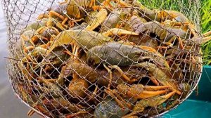 ? КАК ЛОВИТЬ РАКОВ?