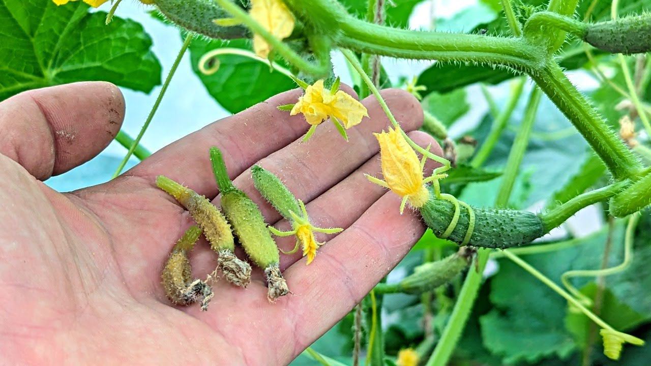 Если опадает и желтеет завязь на огурцах СРОЧНО поливаю этим! смотреть онлайн