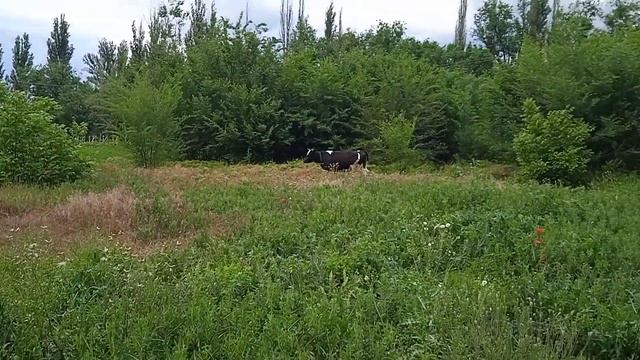 Что лучше? Корова, Нетель или тёлочка. смотреть онлайн