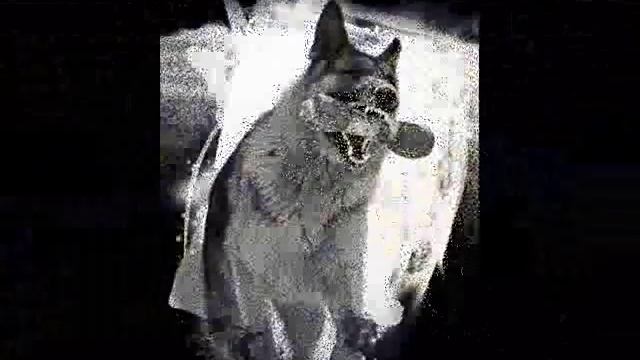 Человек собаке друг.wmv смотреть онлайн