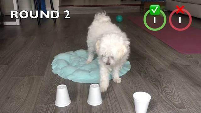 3 CUP SHUFFLE GAME - Can Happy Find It? смотреть онлайн