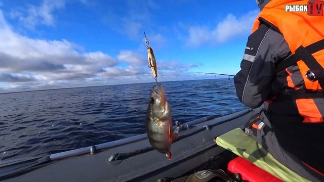 БЕШЕНЫЙ КЛЕВ осеннего окуня на Ладоге. Ловим окуня на дорожку. Осенняя рыбалка на Ладоге. смотреть онлайн
