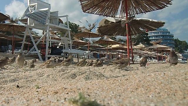 2012.09 Болгария. Курорт "Св.Константин и Елена". Воробьи на пляже смотреть онлайн