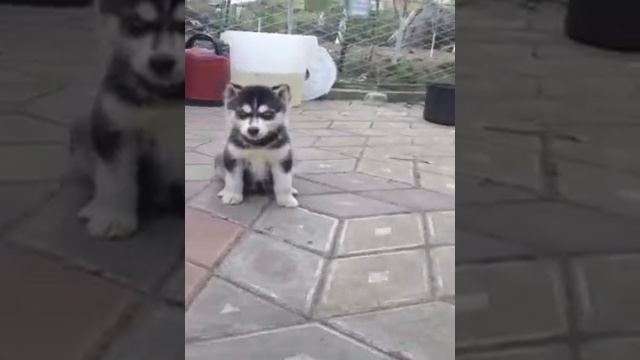 Дитя хаски смотреть онлайн