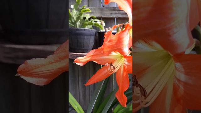 Stingless Bees / Hippeastrum puniceum Lilies смотреть онлайн