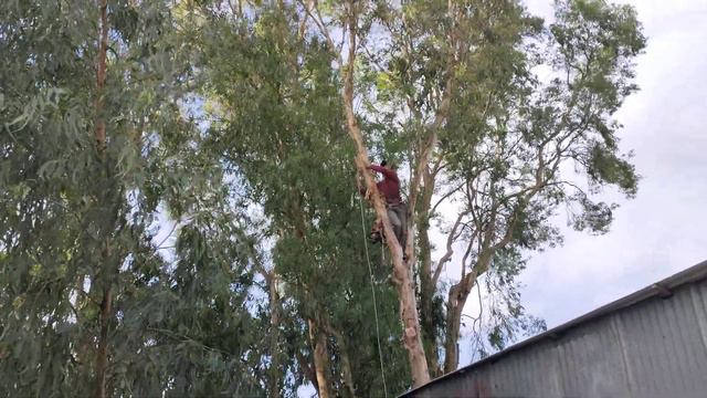 Cưa cây tràm út nghiên vào nhà .Cưa cây kỹ thuật cao ,Sawing mammel tree смотреть онлайн