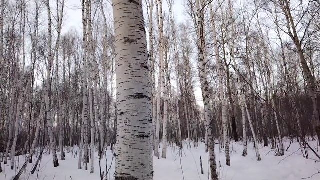 Природа омской области. Распознаём)) породы берёз. Часть 2. смотреть онлайн