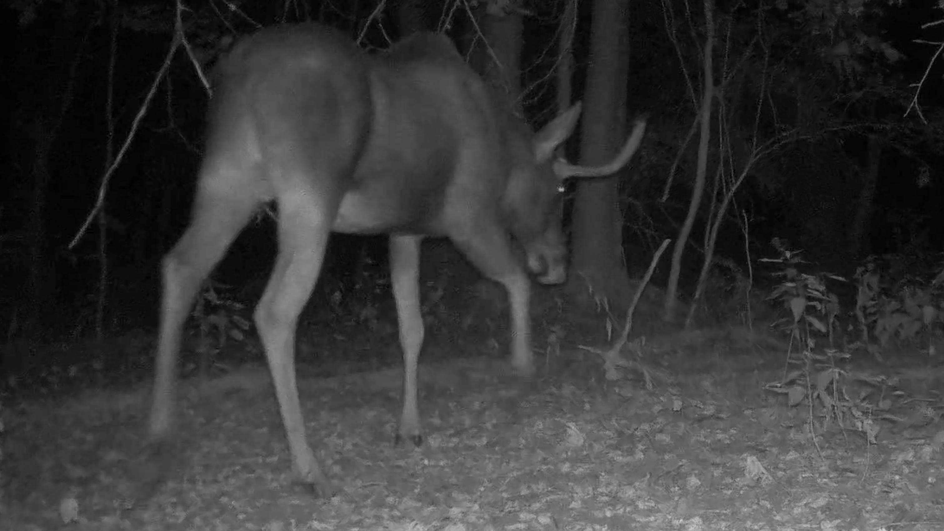 Лось, барсук и другие смотреть онлайн