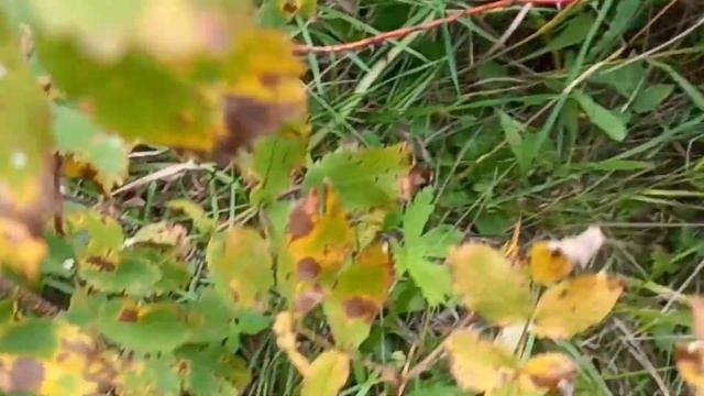 Отдых на даче /Собираем шиповник /Сушим смесь на чай /Нашла грибы смотреть онлайн