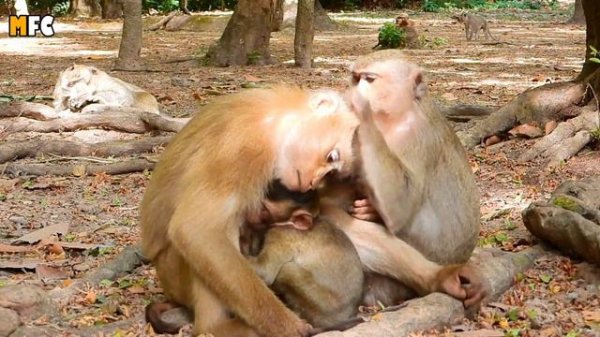 Amazing Day!! Rose Stay Really Silent Nursing Her Son