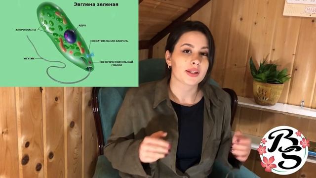 ТИП ПРОСТЕЙШИЕ |КЛАСС ЖГУТИКОНОСЦЫ|ПЕЛЛИКУЛА|СТИГМА смотреть онлайн
