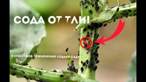 5 супер полезных применений соды в саду! Сода от тли!