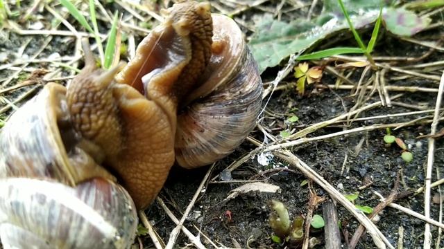 Мир насекомых червь улитки Insect world snail worm смотреть онлайн