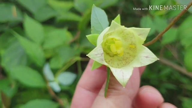 더 덕 꽃 Codonopsis lanceolata смотреть онлайн