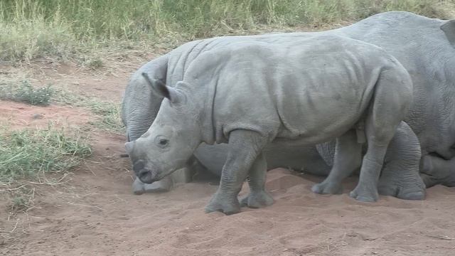 Sound of the African Bushveld, Rhino - AFRICAN WILDLIFE смотреть онлайн