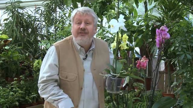 PRÉSENTATION DU PHALAENOPSIS, L'ORCHIDÉE PAPILLON ET CONSEILS DE CULTURE смотреть онлайн