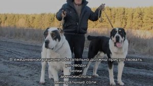 Алабай Бульдозер: самая большая среднеазиатская овчарка в мире