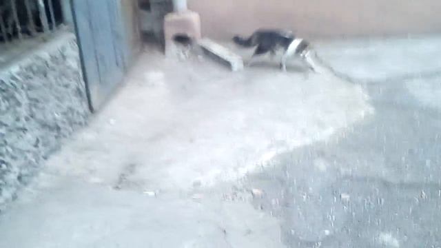 Скрещивание двух кошек