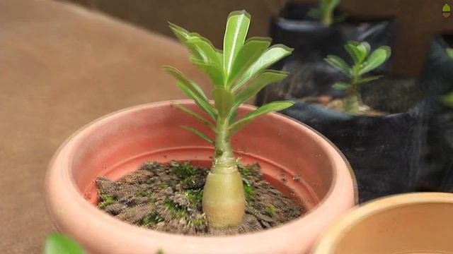 Adenium from Seed -- Baby Adenium Plant Care -- 5 months old Adenium смотреть онлайн