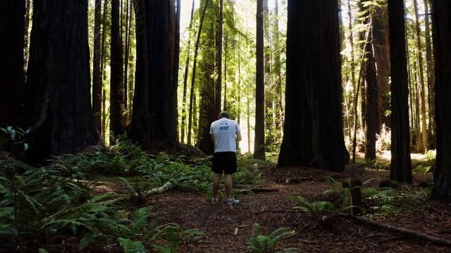 Humboldt Redwoods State Park | 4K Drone Video смотреть онлайн
