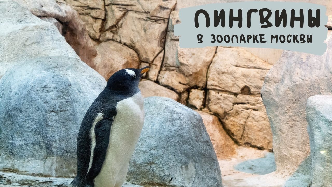 Пингвины в зоопарке Москвы смотреть онлайн