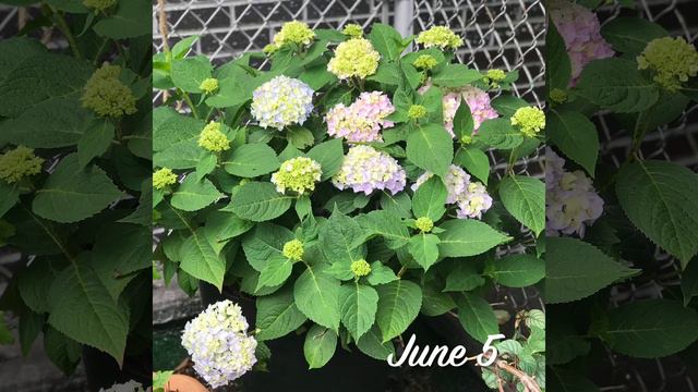 Hydrangea - Blooming Process