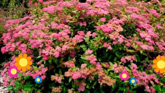 Спирея японская Фробели. Краткий обзор, описание характеристик Spiraea Japonica Froebelii