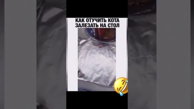 Как отучить кота лазить по столу ? How To Wean A Cat From Climbing A Table