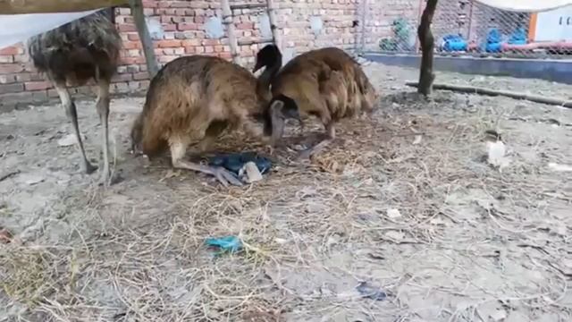 Emu Facts: They WON the GREAT EMU WAR | Animal Fact Files смотреть онлайн