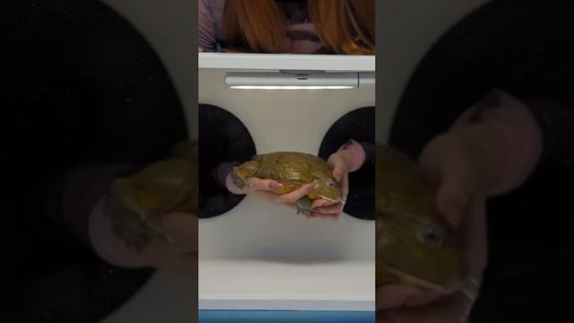 Смешные видео приколы.mp4 смотреть онлайн