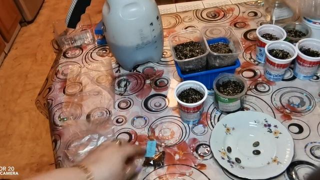 Сеем садовый Гибискус и Клещевину! Двумя способами! смотреть онлайн