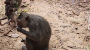 Pitail Kidnaps Cute Baby From Mother Daily Monkeys Man #344