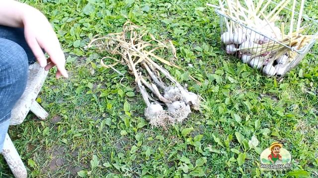 Когда и как убирать чеснок смотреть онлайн