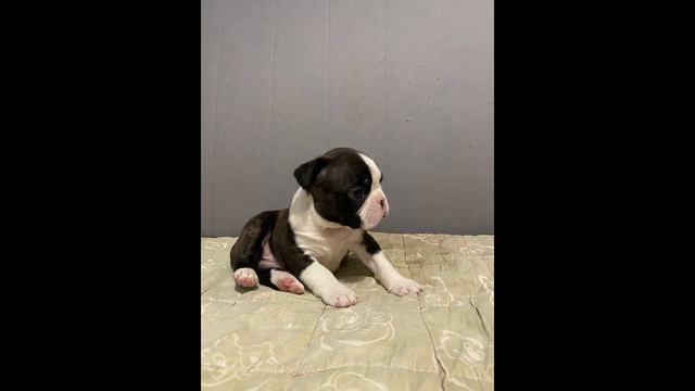 Щенок Бостон терьер мальчик 16.11.23 д р