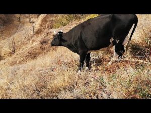 Болтаю с птицей, на подворье пришла КОРОВА назвал ЗОРЬКА