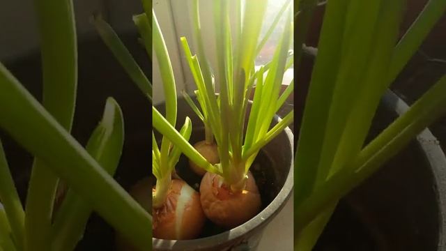 СОЧНЫЙ ЗЕЛЕНЫЙ ЛУК НА ПОДОКОННИКЕ. ВЫРАЩИВАЙТЕ ЛЕГКО! смотреть онлайн