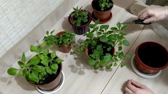 Рассада петунии в домашних условиях. Самый простой способ! смотреть онлайн