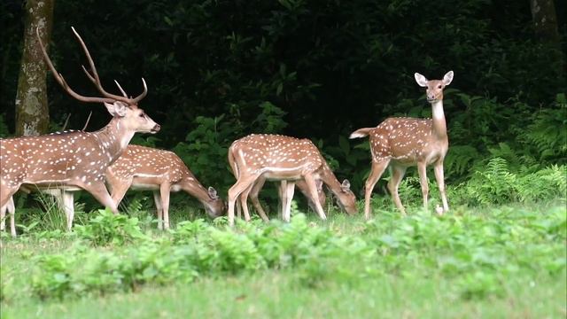 Spotted Deer Mating At Chitwan Nepal | Nepal wildlife tour | jungle safari in nepal | Animal mating смотреть онлайн