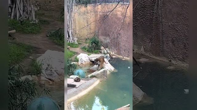 Los Angeles zoo | Зоопарк Лос-Анджелеса США смотреть онлайн