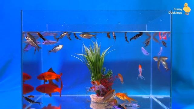 Collection Of Beautiful KOI Fish, Goldfish, Gourami, Thorns, Betta Fish - Cute Baby Animals Videos