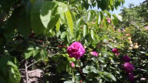 Роза Chartreuse de  Parme (Шартрез де парм) Четыре сезона  и Самаритянин