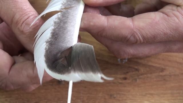 Рыба-Путешественница