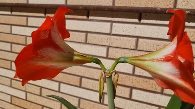 Eye Catcher - домашнее цветение смотреть онлайн