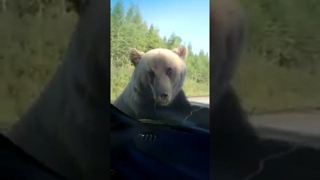 Медведь в Якутске на дороге нападает на автомобиль :) смотреть онлайн