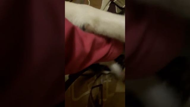 Застилаем кровать)) смотреть онлайн