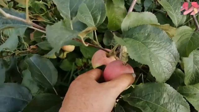 Яблоня для Сибири. Сорт Неженка. смотреть онлайн